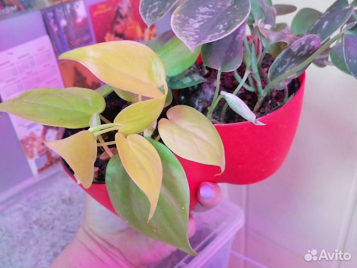 Сциндапсус