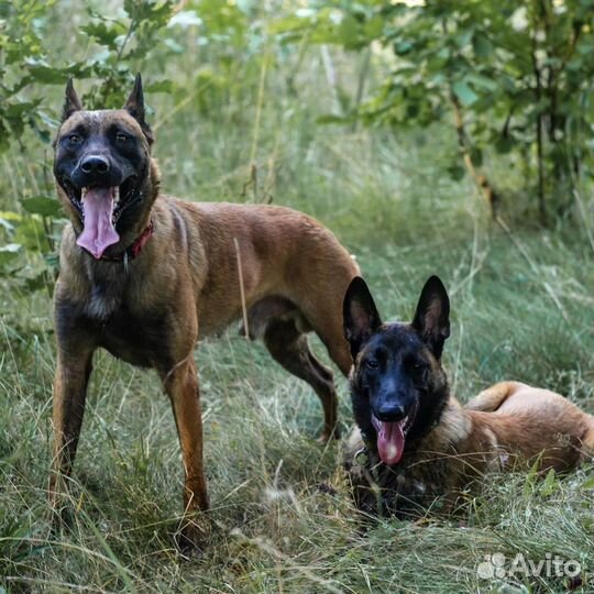 Кинолог. Дрессировка и воспитание собак