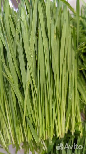 Витграсс в Кемерово. Живой сок пшеницы