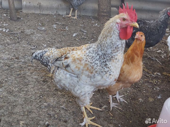 Петухи в продаже