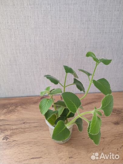 Мята домашняя Плектрантус