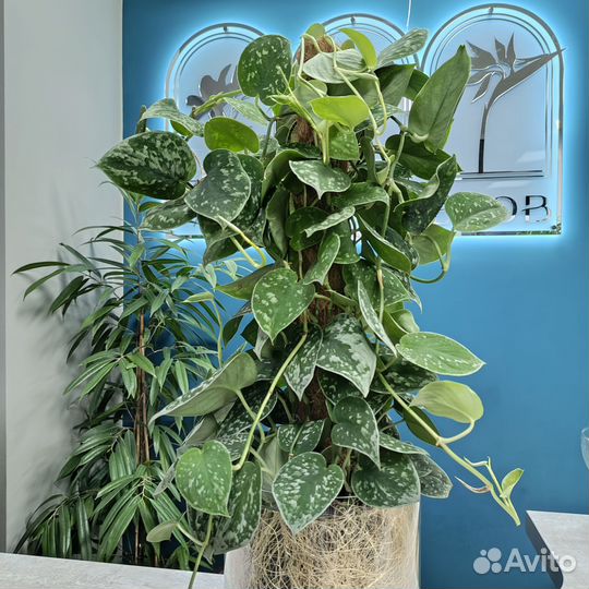 Растение Сциндапсус