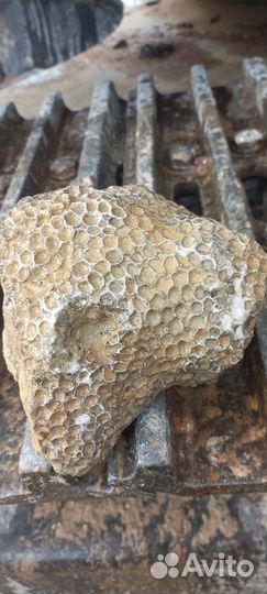 Коралл колониальный окаменелый Stylina