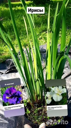 Саженцы декоративных растений