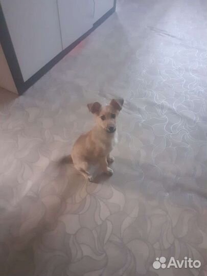 Пес в добрые руки