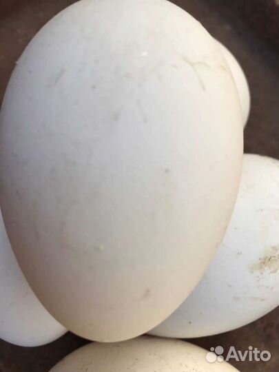 Домашние яйца гусиные, цицарки