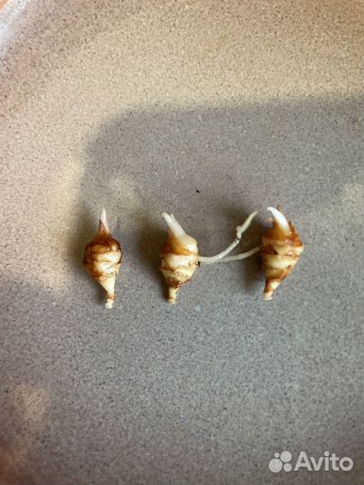 Алоказия Мело детки, Поли клубни