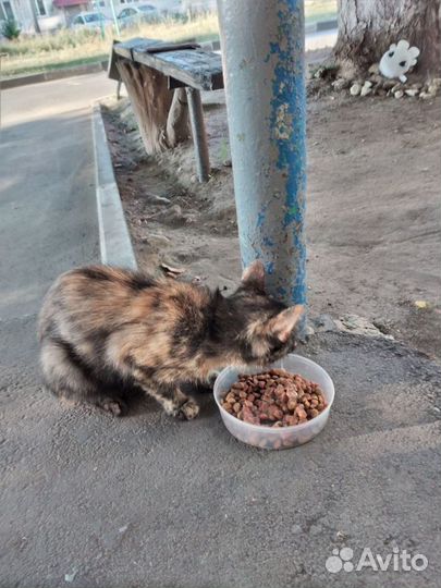 Кошечка для души Черепашка