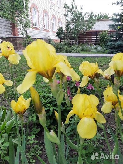 Ирисы сортовые