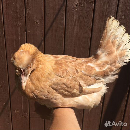 Молодки