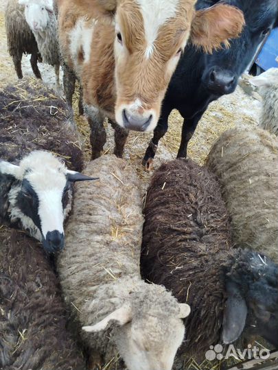 Бычки тёлки