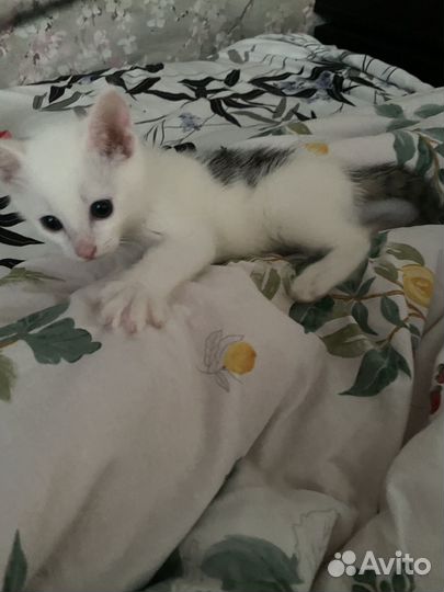 Отдам бесплатно котика мальчик