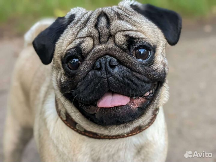 Мопс вязка мальчик