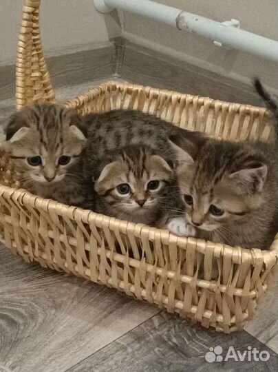 Шотландские вислоухие котята