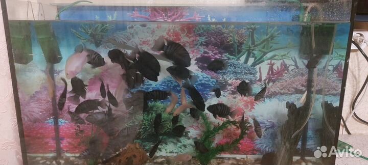 Аквариум с рыбками