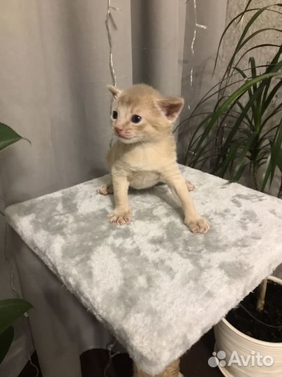 Абиссинские котята