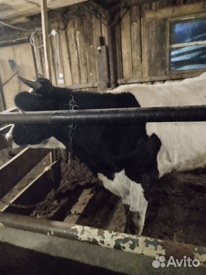 Корова дойная и бычки телята