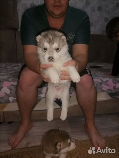 Сибирский хаски