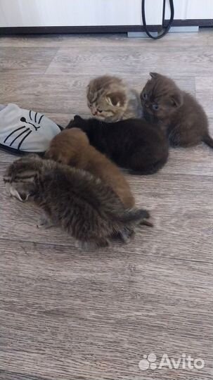 Шотландская вислоухая