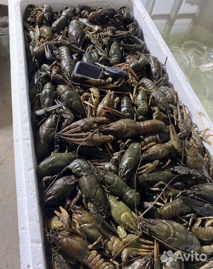 Живые раки от Море.Вам