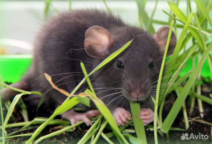 Кормовые крысы