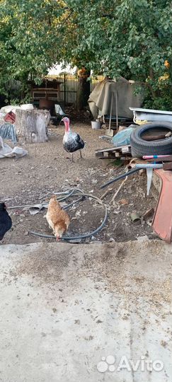 Индюки индюшата