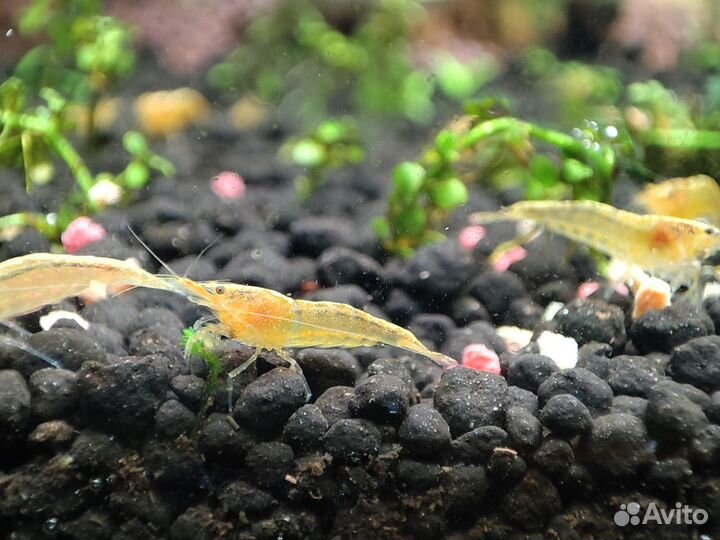 Аквариумные креветки Неокаридина жёлтый неон