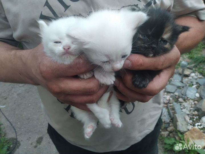Котята бесплатно