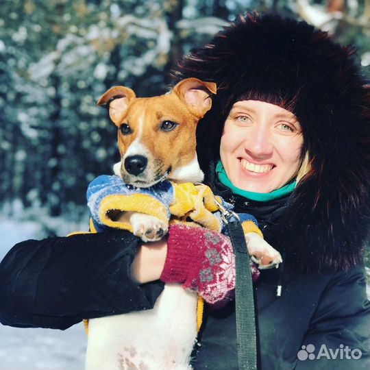 Няня для кошек и собак, догситтер, выгульщик