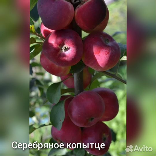 Плодовые деревья и кустарники