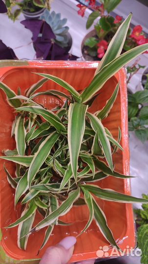 Хлорофитум