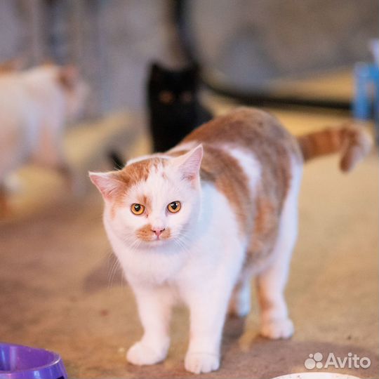 Котик в добрые руки