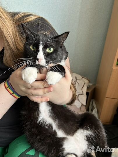 Кошки в добрые руки