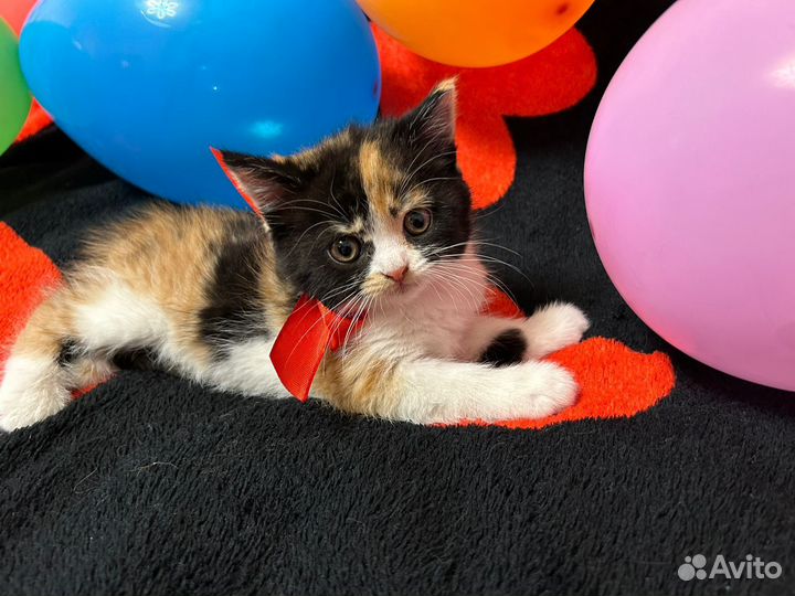 Отдам котят