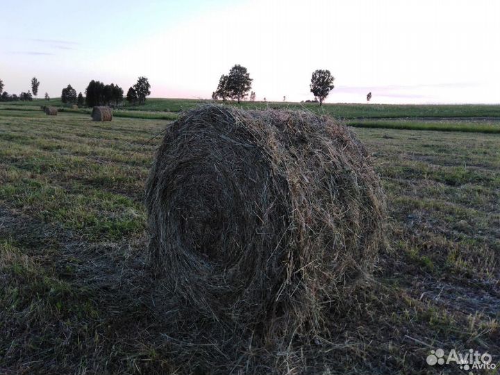 Продам сено