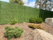 Зеленый забор Декоративная изгородь