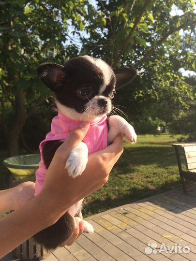 Щенки чихуахуа миниатюрные