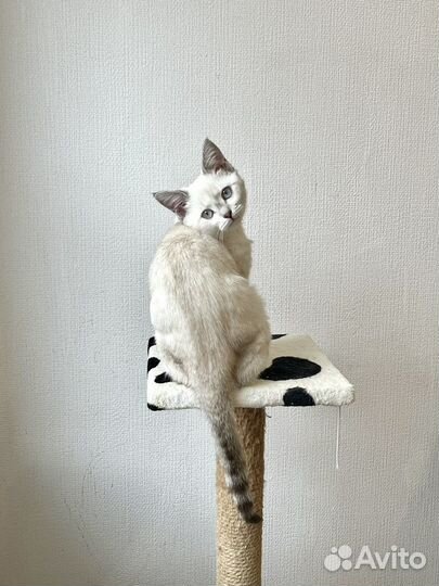 Котенок мальчик ищет дом