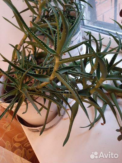 Алоэ столетник