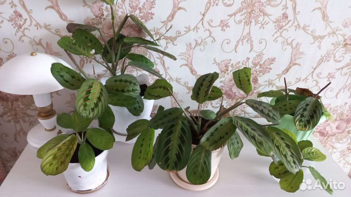 Комнатные цветы. Маранта триколор