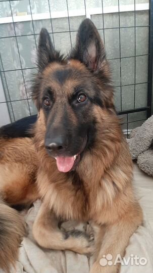 Щенки немецкой овчарки