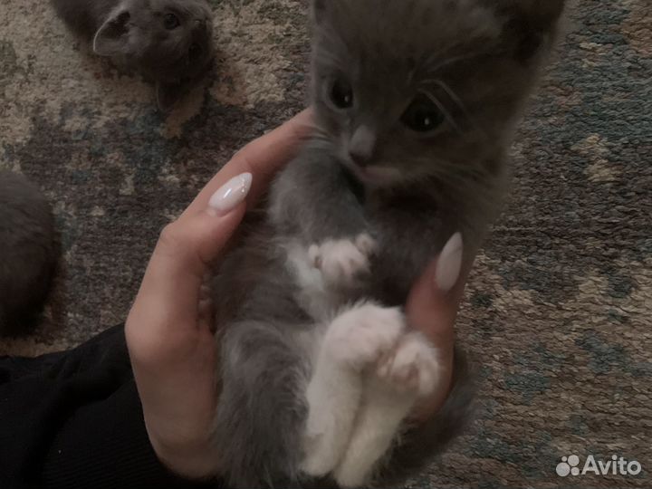 Котята