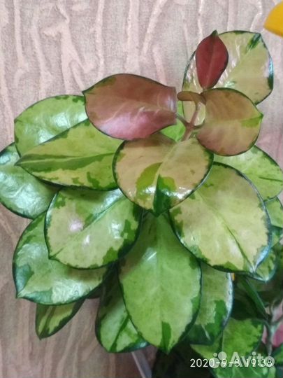 Хойя Аустралис Лиза