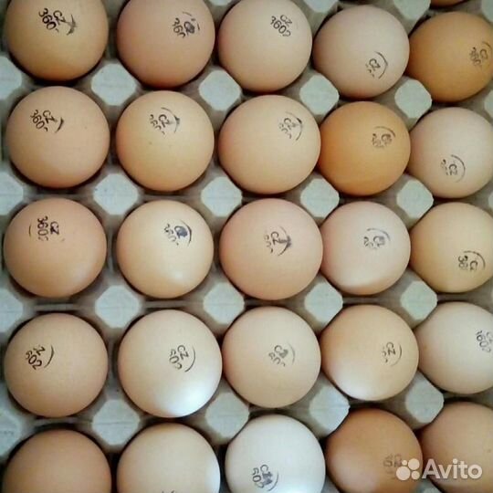Яйцо инкубационное бройлера