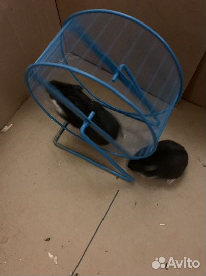 Хомячки джунгарики 1 -2 месяца