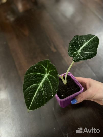 Алоказия блек вельвет