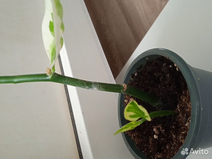 Педилантус