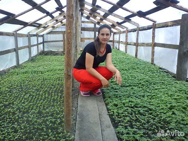 Рассада овощных культур (баклажан,помидор,перец)