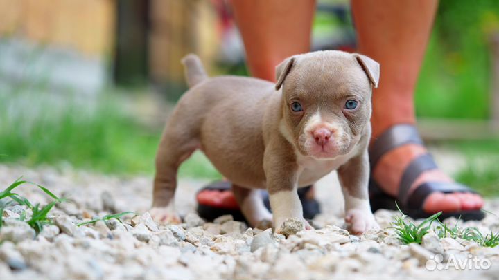 Американский Булли щенки девочка