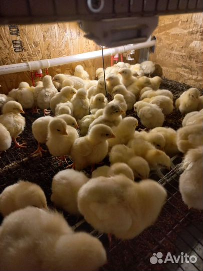 Цыплята бройлеры